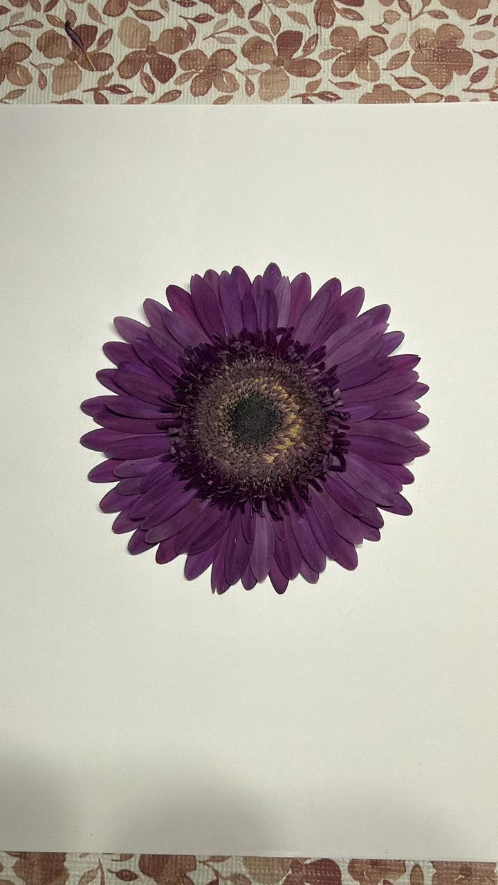 Floral Shelter - Pieza 1